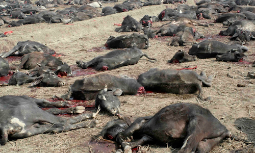 Exodus 9: The Plague of Livestock