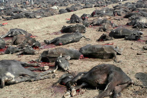Exodus 9: The Plague of Livestock