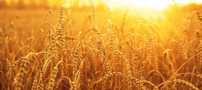 Matthew 13: The Parable of the Sower