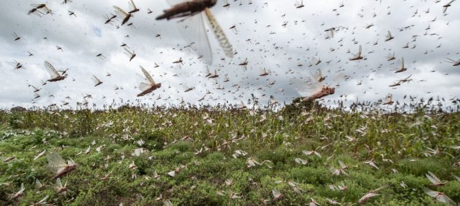 Exodus 10: The Plague of Locusts