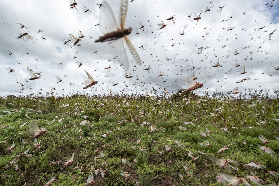 Exodus 10: The Plague of Locusts